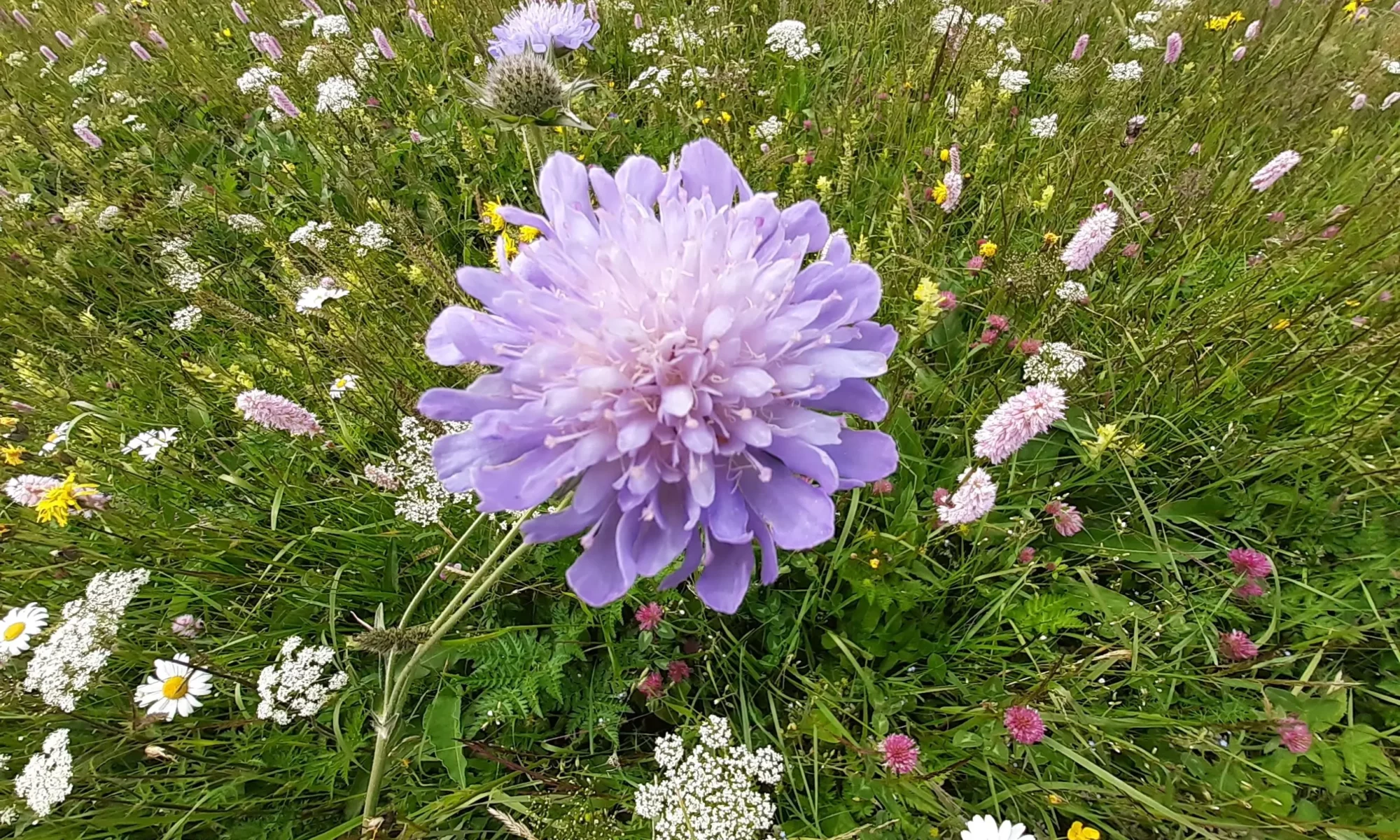 Blumenwiese Blumenwiese für vielfältige Pracht