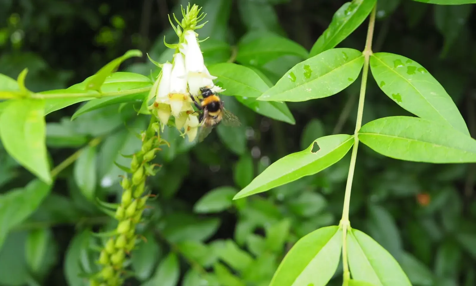 Hummel und Nektar Hummel im Naturgarten