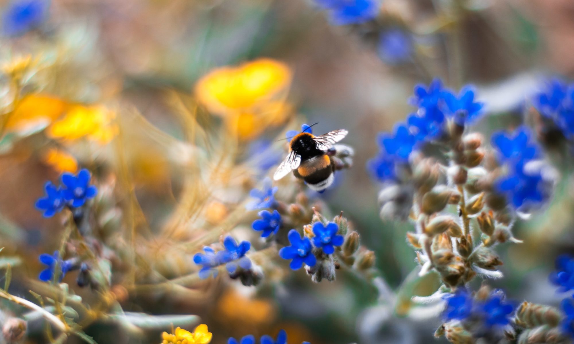 black and yellow bee on blue flower
