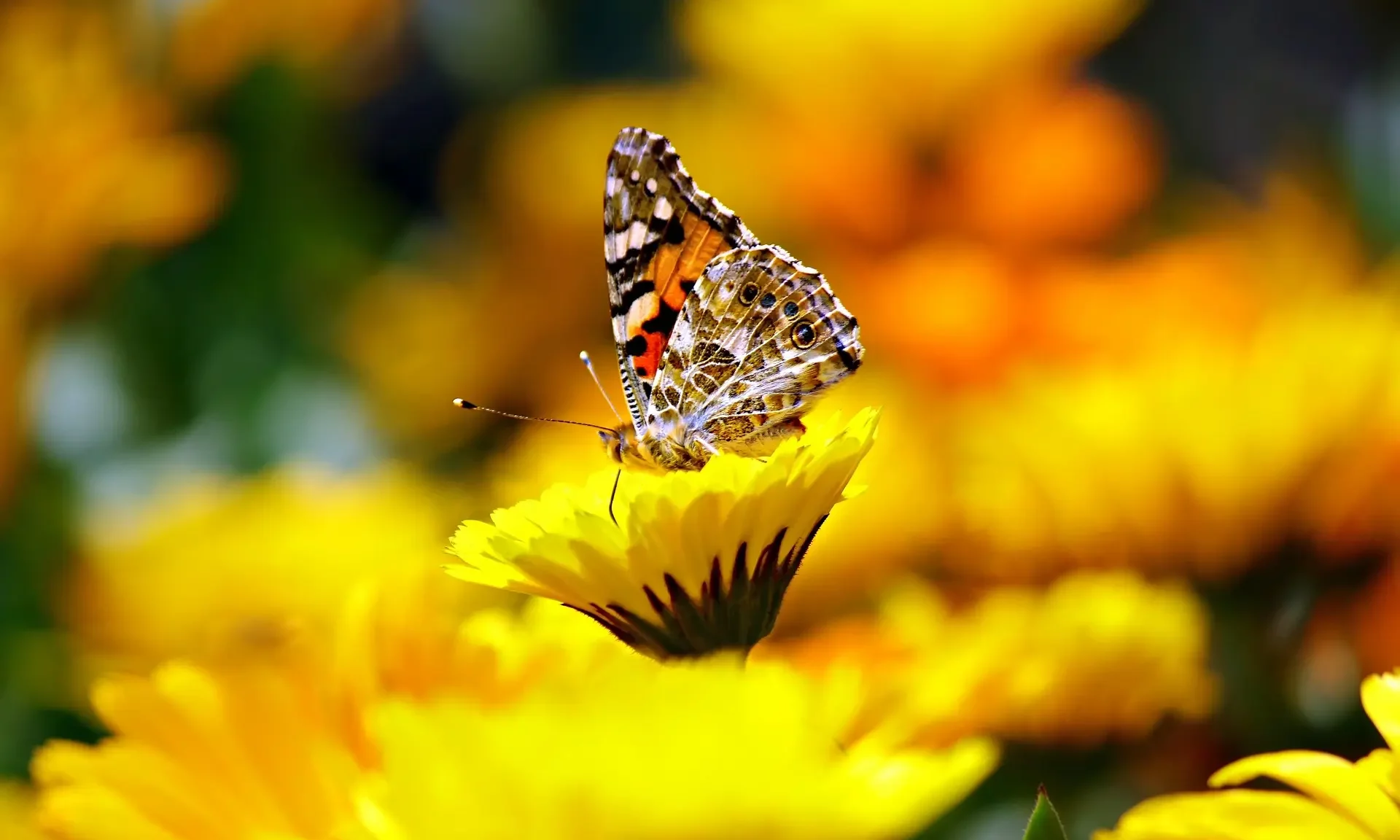 Ein Garten für Schmetterlinge Schmetterlinge im Naturgarten