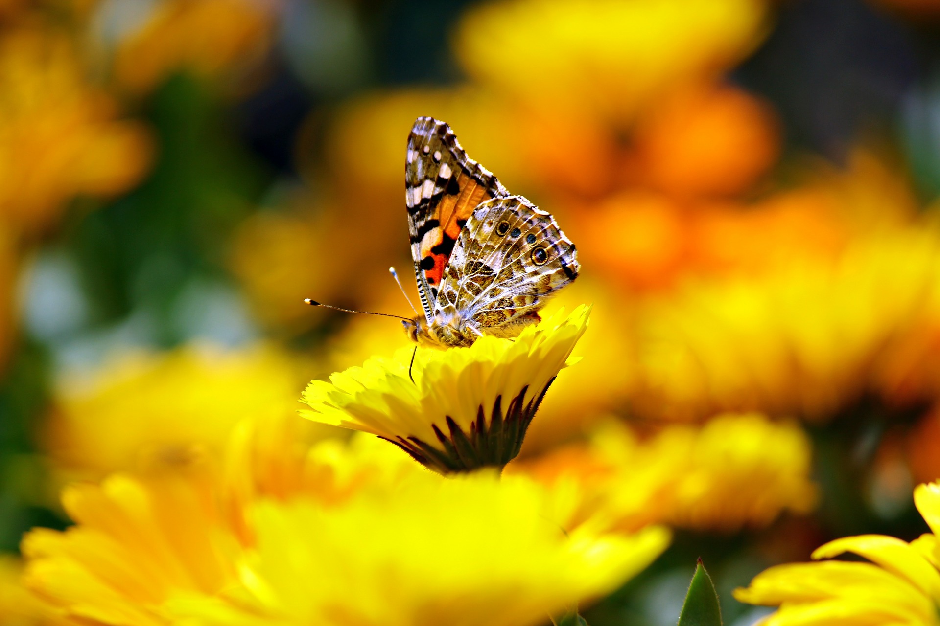 Schmetterlinge im Naturgarten