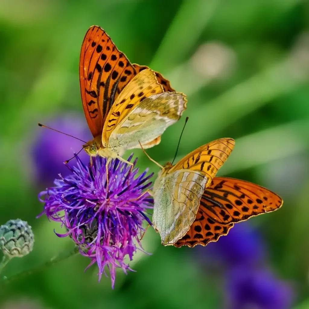 Schmetterlingspaar auf Blume