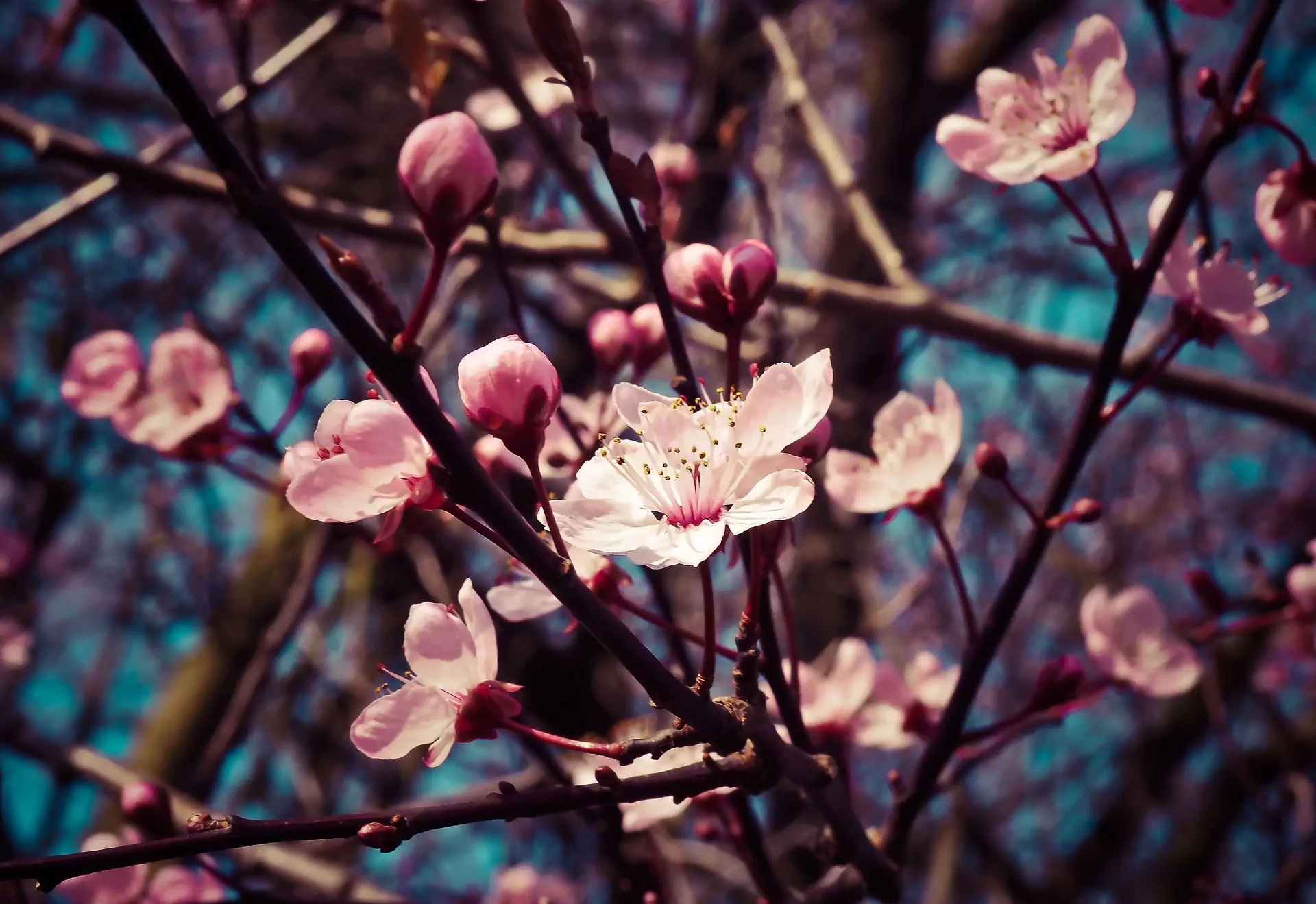 Rosane Mandelblüten