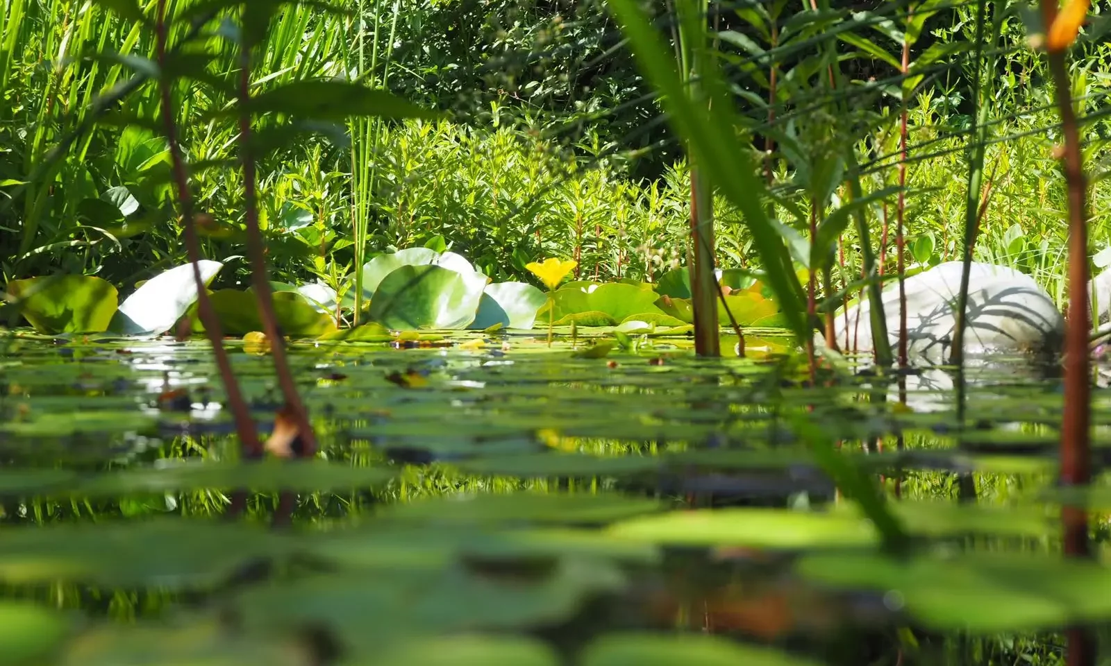 Feuchtbiotop Naturteich im Naturgarten